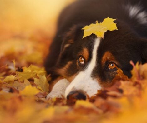 schwarzer-hund-in-herbstlaub-auf-boden