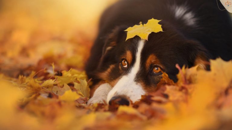 schwarzer-hund-in-herbstlaub-auf-boden