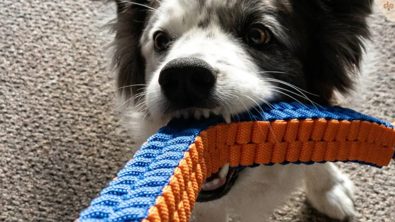 Hundespielzeug: Mehr als nur ein Zeitvertreib