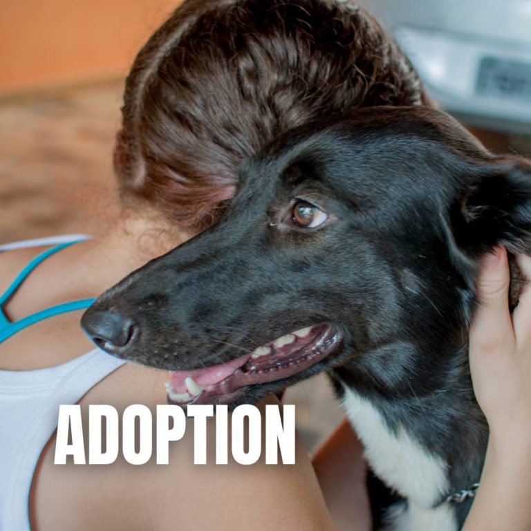 Adoption : 
