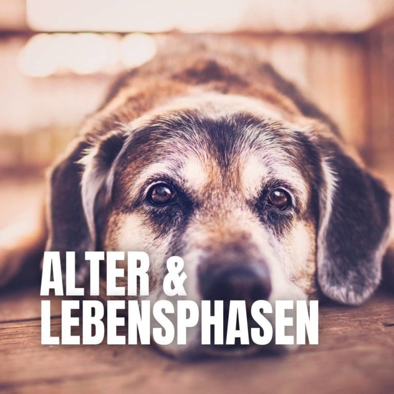 Alter & Lebensphasen : 