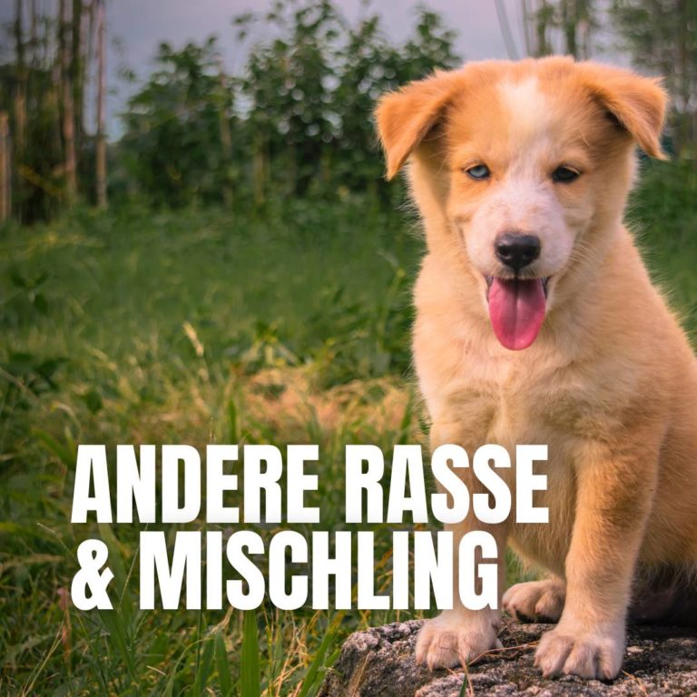 Andere Rasse & Mischlinge : 