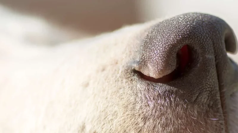 Atemwegserkrankungen beim Hund: BOAS, Husten, Pneumonie