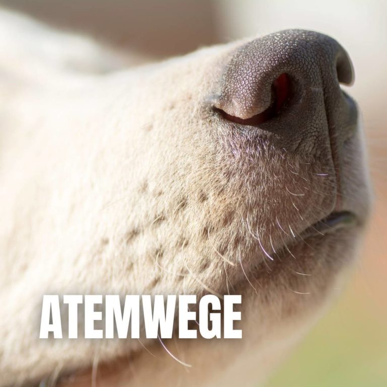 Atemwege : 