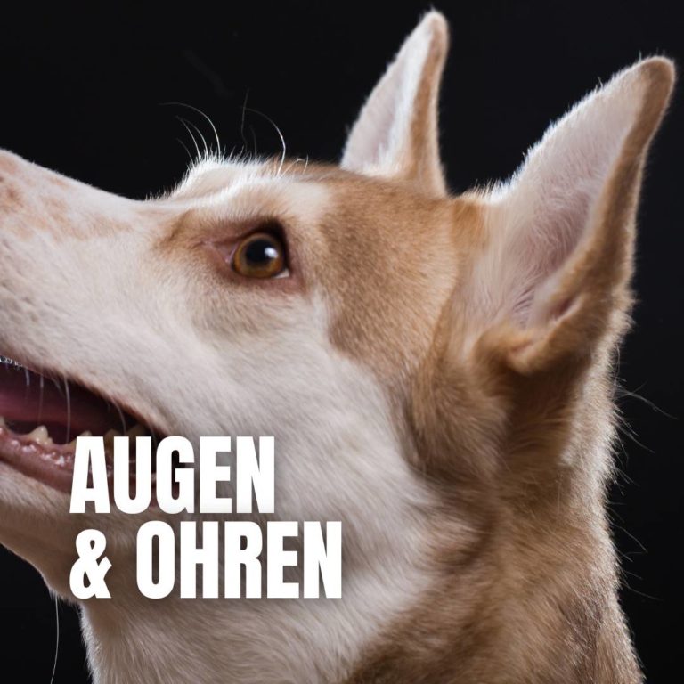 Augen & Ohren : 