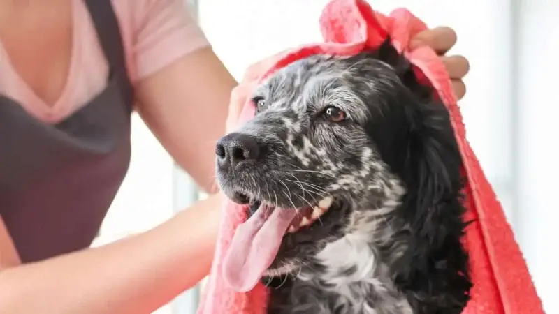 Hund waschen und Baden: Technik
