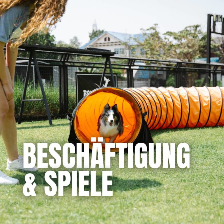 Beschäftigung & Spiele : 