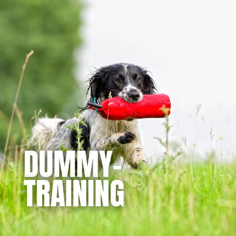 Dummy-Training : 