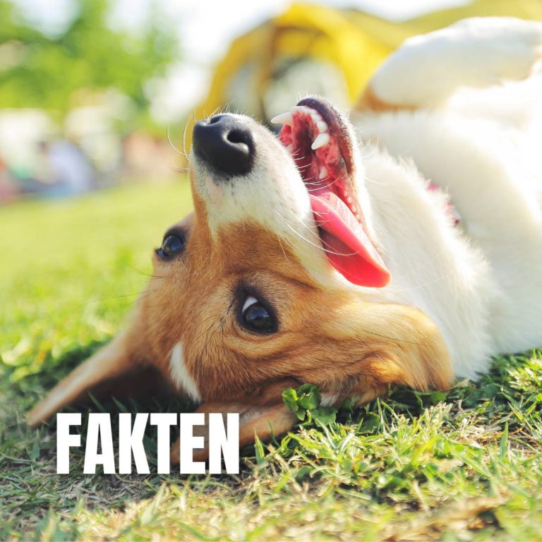 Fakten : 