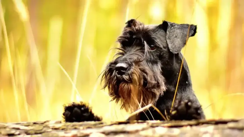 Hunde-Geschichten: Inspiration, Empathie und