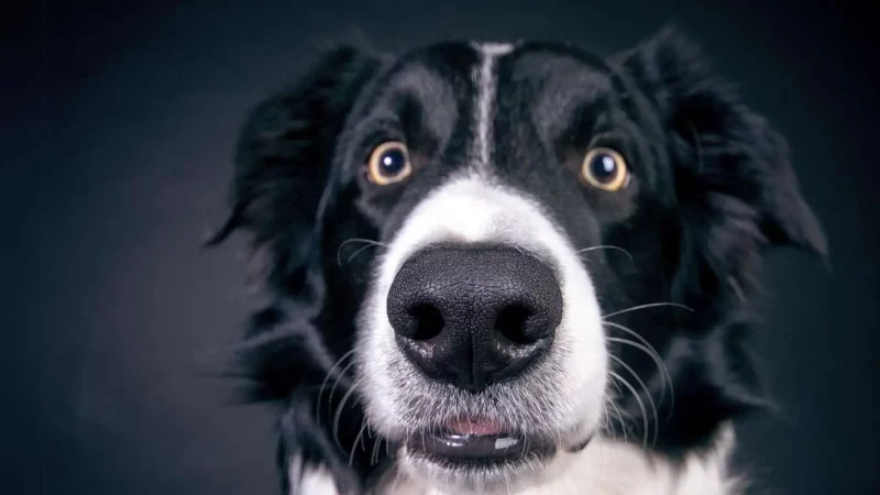 Synthetisch hergestellte Hundehaut