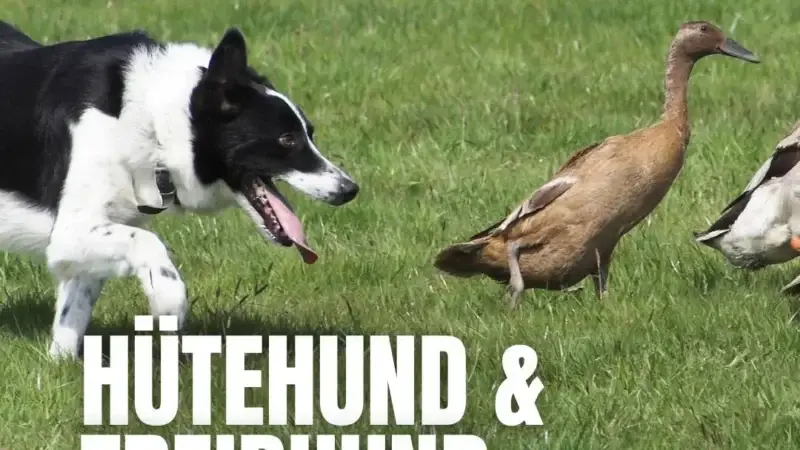 Was ist ein Treibhund?
