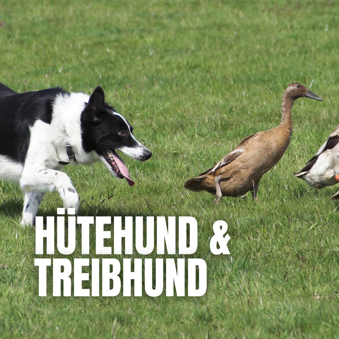 Hütehund & Treibhund :