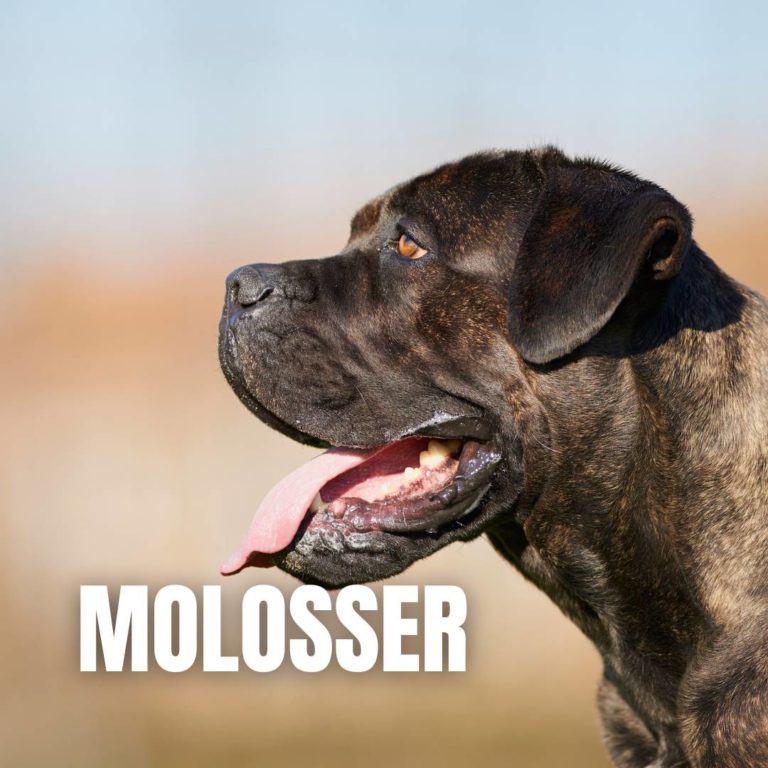 Molosser : 