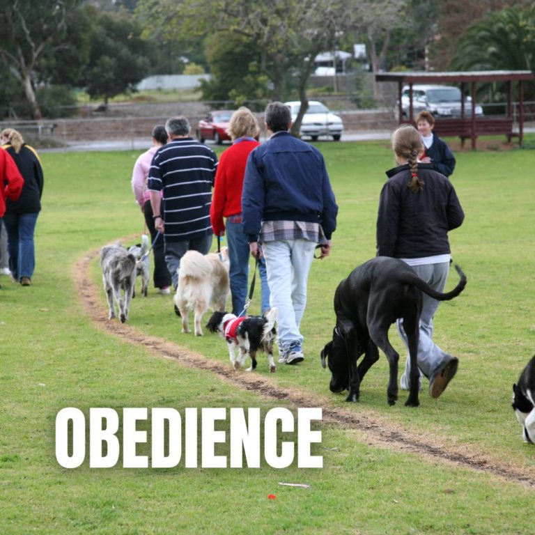 Obedience : 