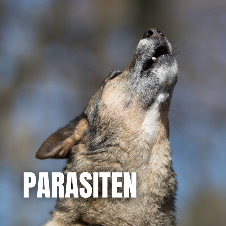 Parasiten : 