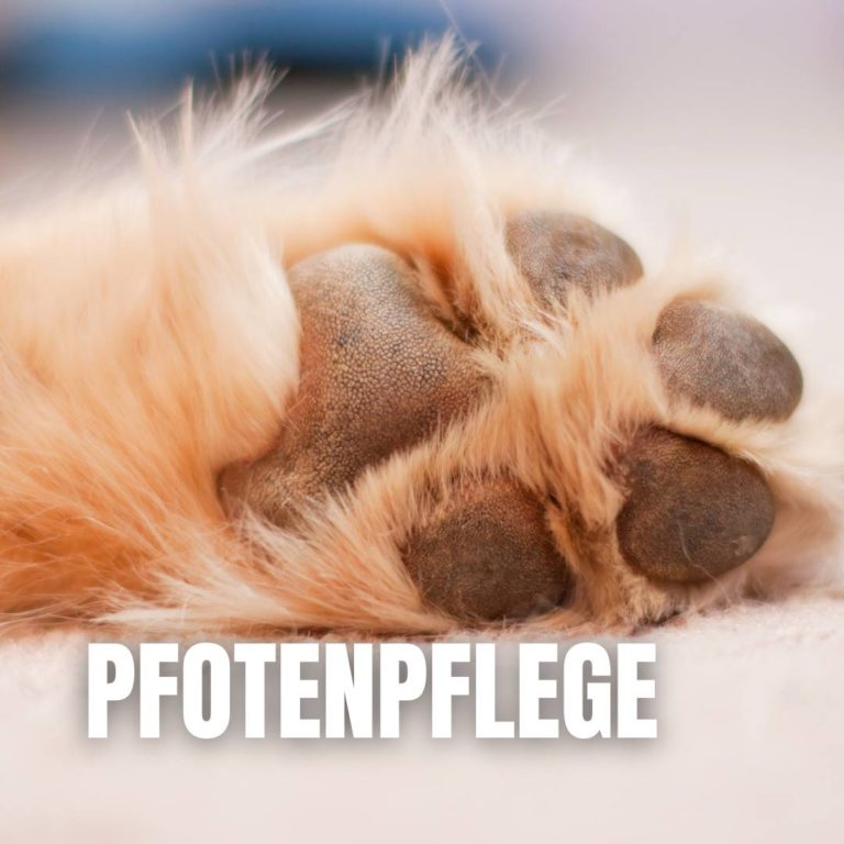 Pfotenpflege : 