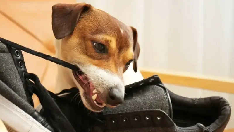 Problemverhalten beim Hund trainieren: Anleitung