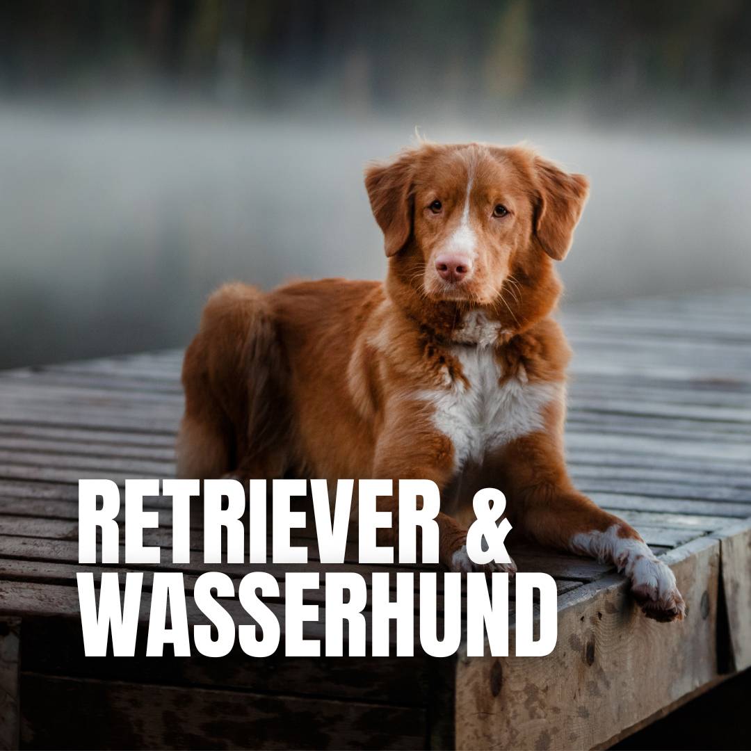 Retriever & Wasserhund : Brand Short Description Type Here.