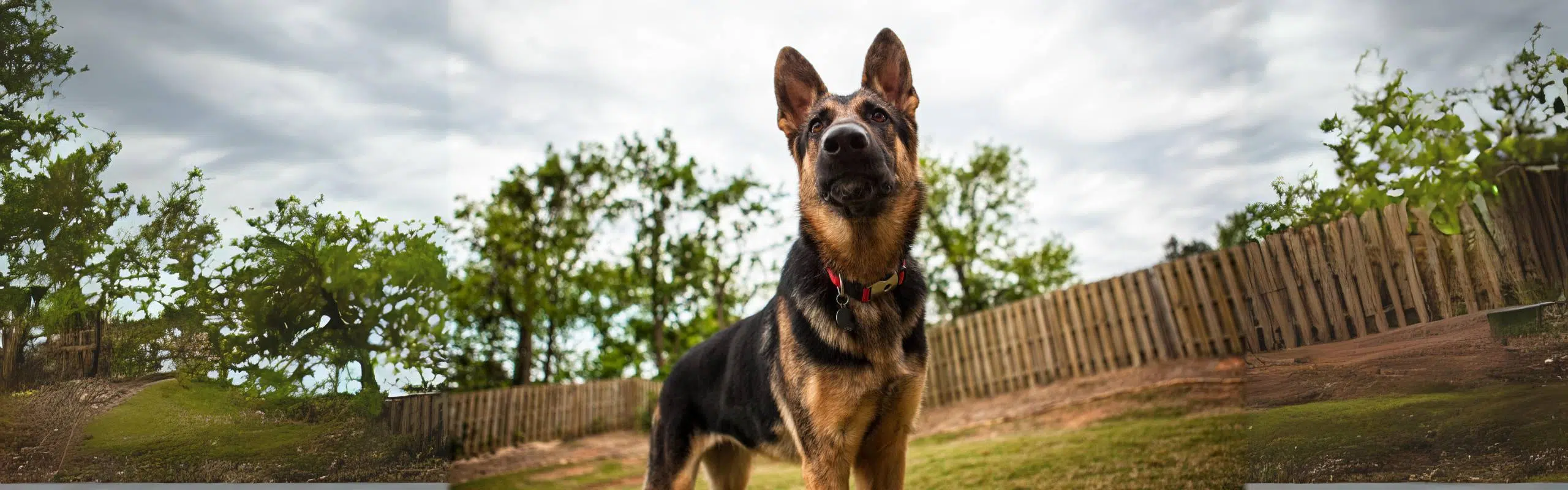 tag-schutzhund-wachhund-header