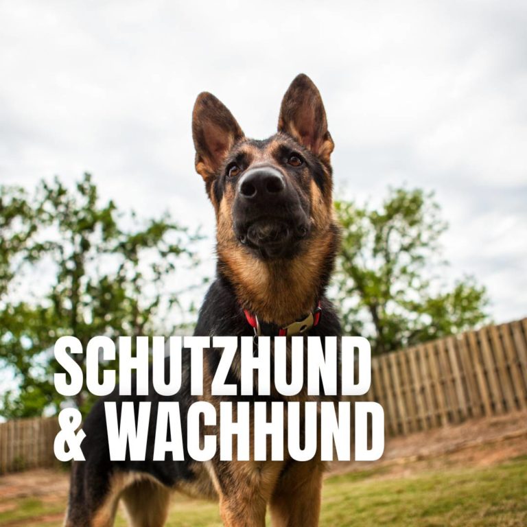 Schutzhund & Wachhund : 