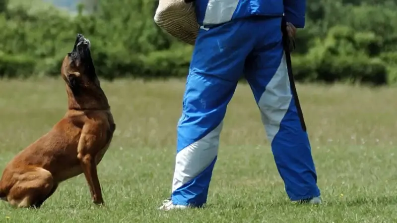 Schutzhundesport