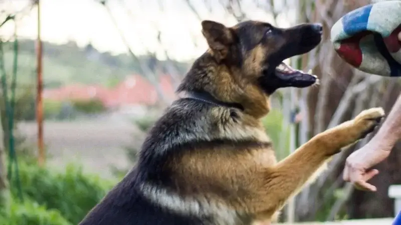 Lawinenhund