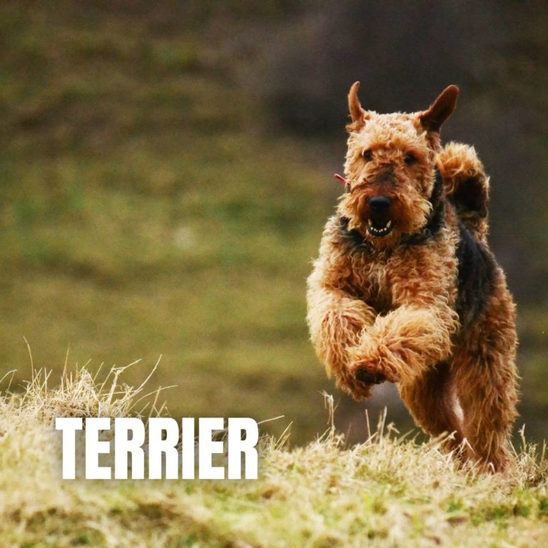 Terrier : 