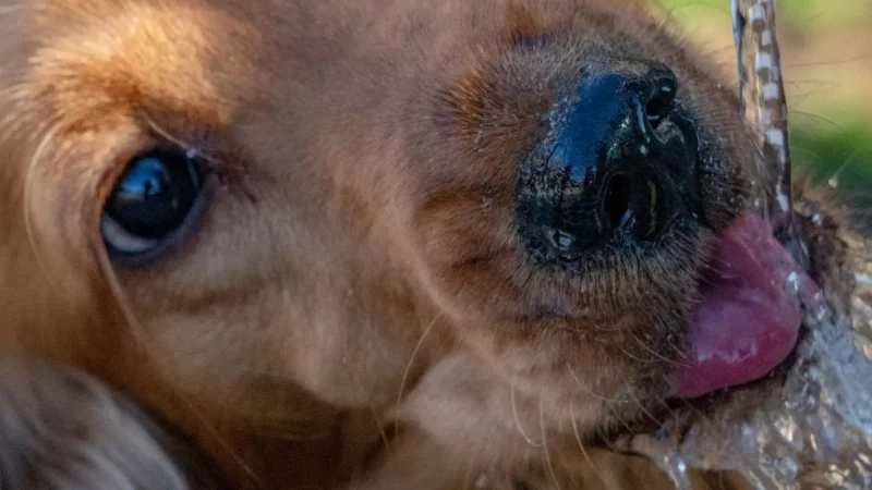 Hund Hydration: Wasserbedarf erkennen