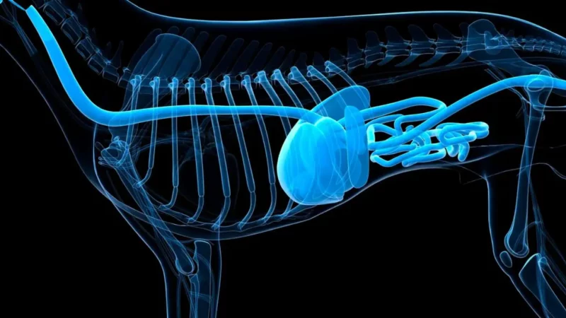 Verdauung beim Hund: Anatomie, Ablauf & Probleme
