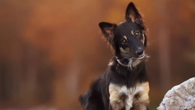 Was machen bei aufgewühltem Verhalten meines Hundes?