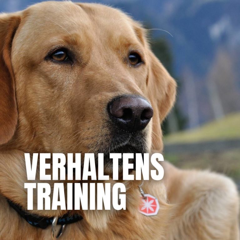 Verhaltenstraining : 
