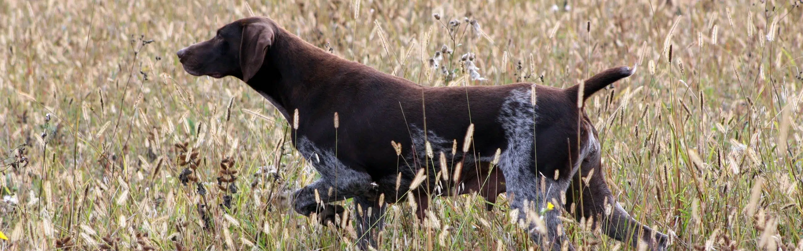 tag-vorstehhund-header