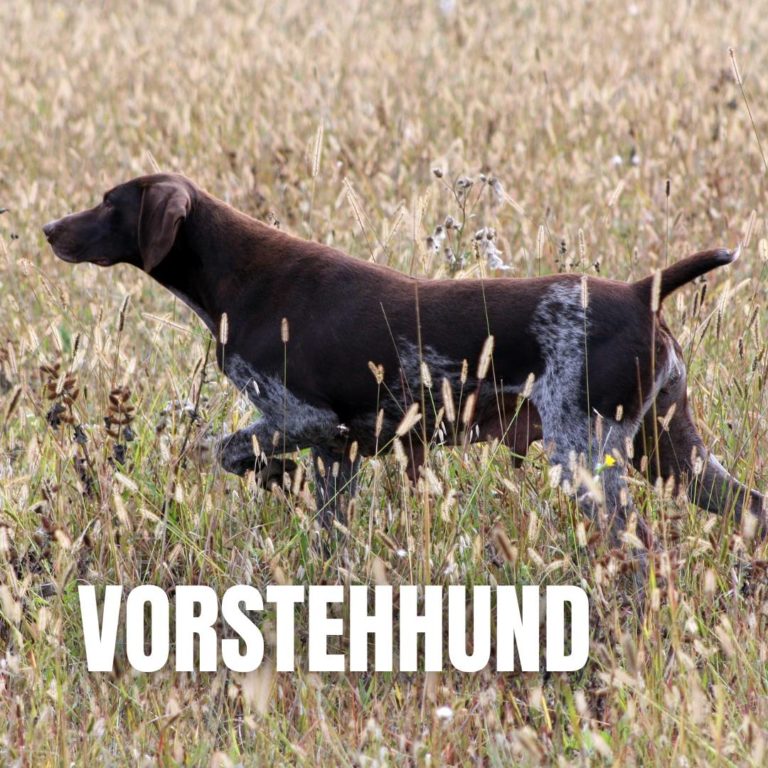 Vorstehhund : 