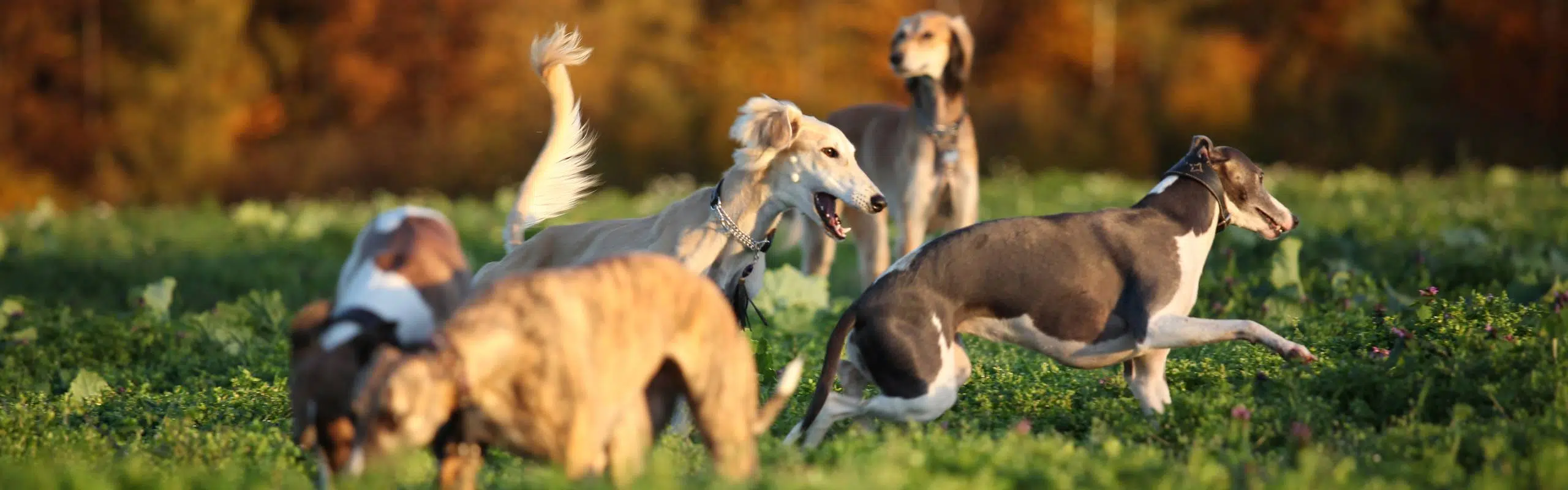 tag-windhund-header