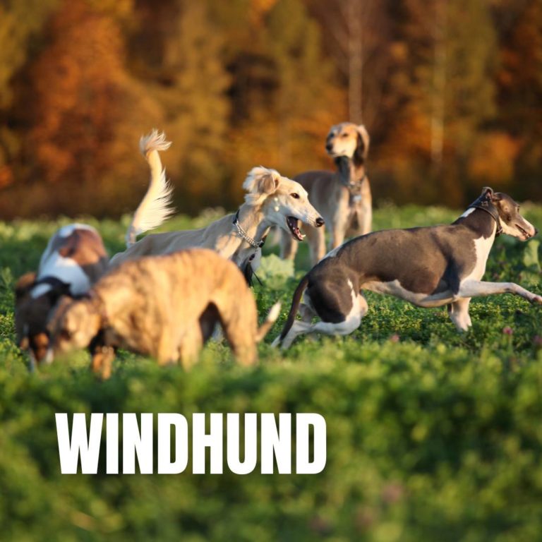 Windhund : 