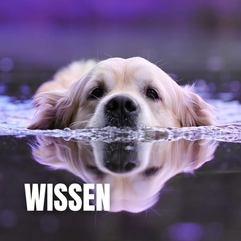 Wissen : 
