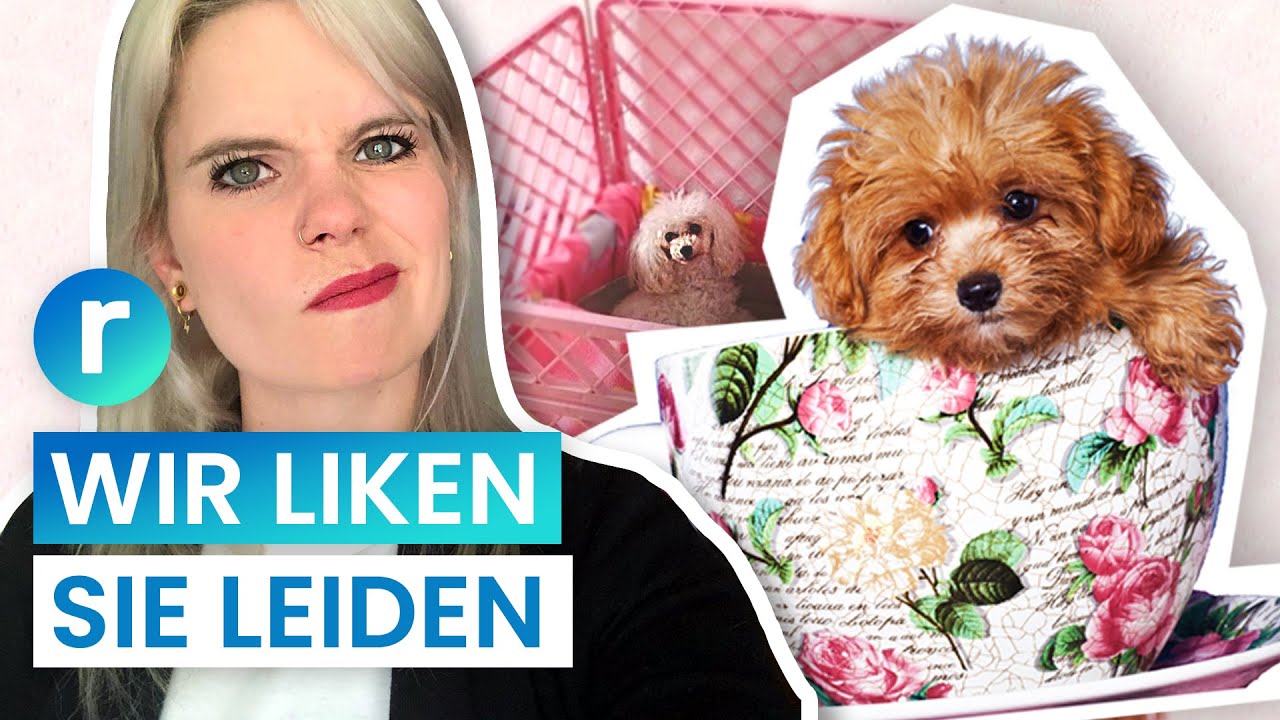 Teacup Puppies Nur kranke Mode Hunde reporter