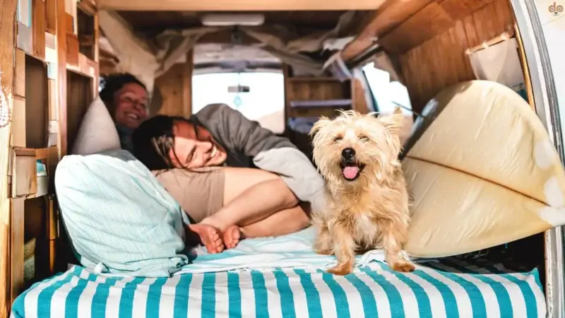 Vanlife mit Hund: Unterwegs mit deinem Vierbeiner