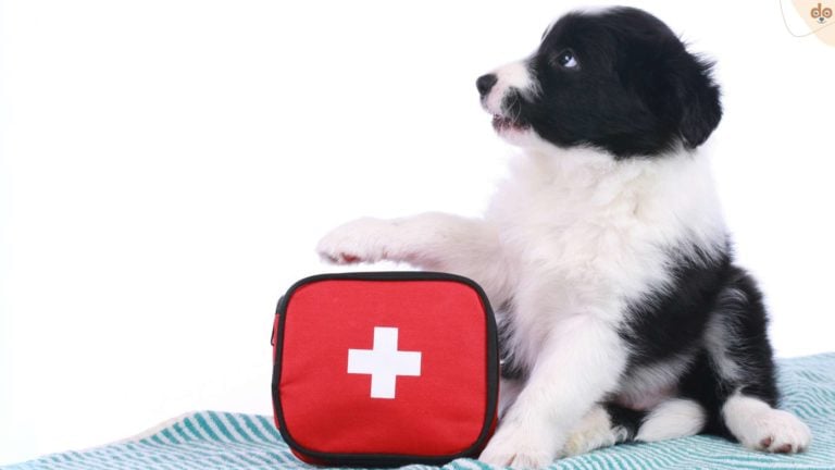 welpe-erste-hilfe-notfall