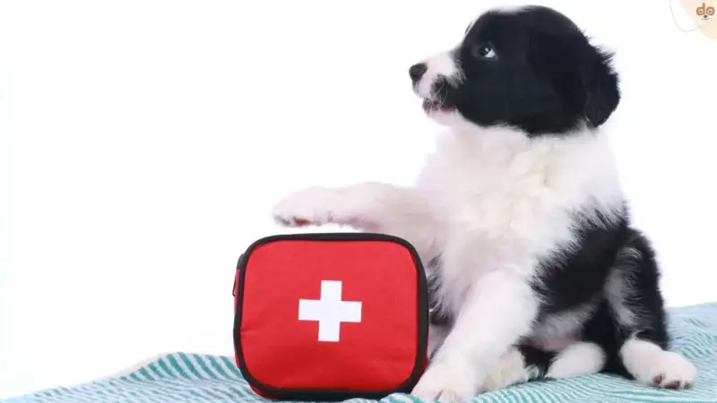 Notfall bei deinem Hund erkennen
