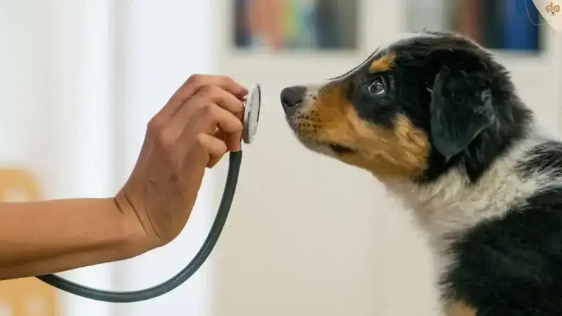 CHV (Canine Herpesvirus)
