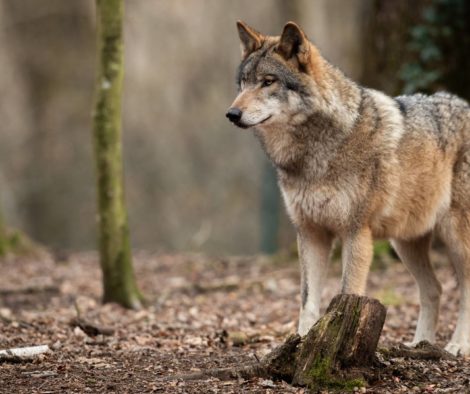 wolf-im-wald-laub-schaut