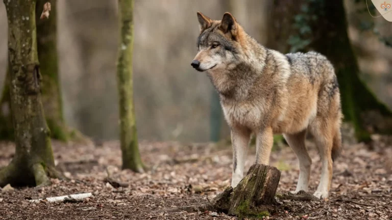 wolf-im-wald-laub-schaut