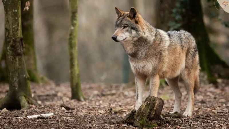 wolf-im-wald-laub-schaut