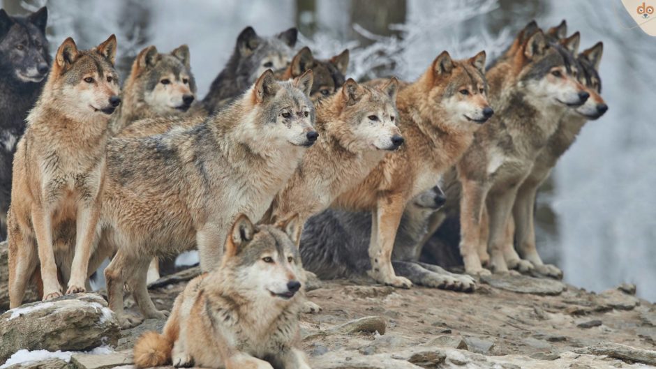 Wolfsrudel