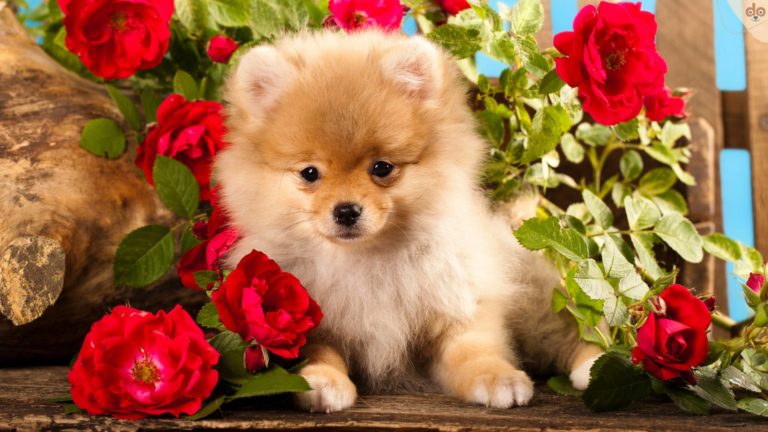 zwergspitz-zwischen-blumen-verkauf