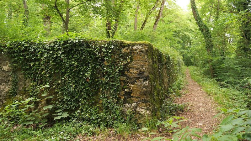 Ruine Neuburg - 8556