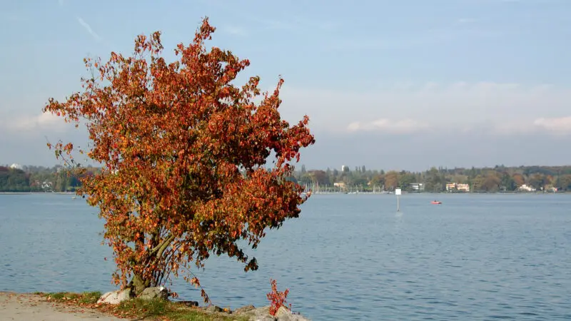 Kloster Kreuzlingen - Kreuzlingen Parkanlage am Bodensee 28129 28952385454229 1