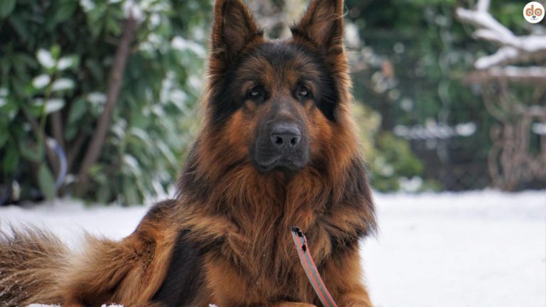 Altdeutscher Schäferhund im Schnee